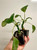 Dorstenia foetida | easy caudex succulent | SapphireChild Orchids