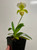 Example flower Paphiopedilum Sandra's Helen Maha