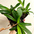 Examples of Paphiopedilum Sandra's Helen Maha plants for sale