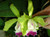Cattleya Green Veil