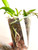 examples of Cattlianthe (Cattleya) Caribbean compots