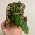 Plant for sale Bulbophyllum plumatum