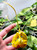 example flower Psychopsis papilio alba
