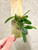 example of plants for sale of Bulbophyllum campanulatum example of plants for sale of Bulbophyllum campanulatum