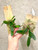 example of plants for sale of Bulbophyllum campanulatum example of plants for sale of Bulbophyllum campanulatum