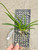 Vandachostylis Rainbow Stars example of plants for sale. Vandachostylis Rainbow Stars example of plants for sale.