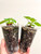 Example plants in 3" pots