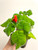 Example flowering plant