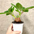 example of Sinningia cardinails plants for sale