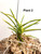 Vanda falcata Tenkei Fukurin - Plant 2:  One large mature fan and three medium fans of leaves plus one young pup starting on a horizontal raft mount.