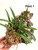 Vanda falcata Raizan Plant 1:  Three mature fans of leaves plus one medium fan of leaves on a vertical mount.