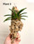 Vanda falcata Raizan Plant 3:  One large mature fan of leaves on a vertical mount.