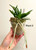 Vanda falcata Raizan Plant 2:  Two mature growths plus four medium pups in a pot.