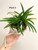 Vanda falcata Raizan Plant 2:  Two mature growths plus four medium pups in a pot.