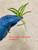 Vanda falcata Raizan Bare Root Division:  Example of recent divisions shipping bare root; plants have one mature growth and one or more young pups.