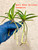 Vanda falcata Raizan Bare Root Division:  Examples of recent divisions shipping bare root; plants have one mature growth and one or more young pups. You will get ONE division - photo shows two.
