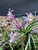 Example flower photo