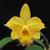 Cattleya Itsy Bitsy 'Diamond Orchids' | cute yellow mini | SapphireChild Orchids