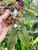 Example of young Dendrobium pseudolamellatum plant with flowers Example of young Dendrobium pseudolamellatum plant with flowers