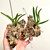 Option 1, single fan Vanda (Neofinetia) falcata Kibana plants for sale