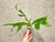 Platycerium willinckii Little Elf | rare fern | SapphireChild Orchids