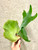 examples of available plants Platycerium elephantotis x willinckii
