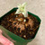XL Sinningia leuchotricha plant for sale