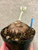 XL Sinningia leuchotricha plant for sale