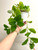 Cascading foliage example of how the plant looks later in season.
