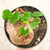 XL Sinningia bullata for sale - large caudex-like tuber with multiple growth points