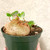 XL Sinningia bullata for sale - large caudex-like tuber with multiple growth points