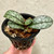 Doritis pulcherrima v marmorata example of plants for sale