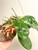 Phalaenopsis amboinensis flavida plants for sale