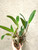 Examples of Cattleya leuddemanniana plants for sale