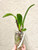 Examples of seedling plants for sale