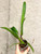 example of Blc Copper Queen plants for sale