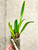 example of Blc Copper Queen plants for sale