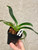 Example of plants for sale