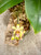 Phalaenopsis deliciosa ssp hookeriana example flower photo