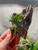 Tolumnia henekenii example of plants for sale