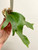 Examples of plants for sale