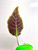 Example mature leaf photo, back of leaf
