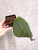 Example of plants for sale, Sinningia stapelioides