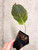 Example of plants for sale, Sinningia stapelioides
