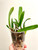 Example community pot