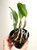 Example of plants for sale