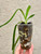 Example of plants for sale