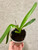 Example of plants for sale
