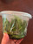 example of available flasks of Phalaenopsis javanica x equestris