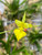 Example flower photo, Oncidium calochilum (Tolumnia calochila)